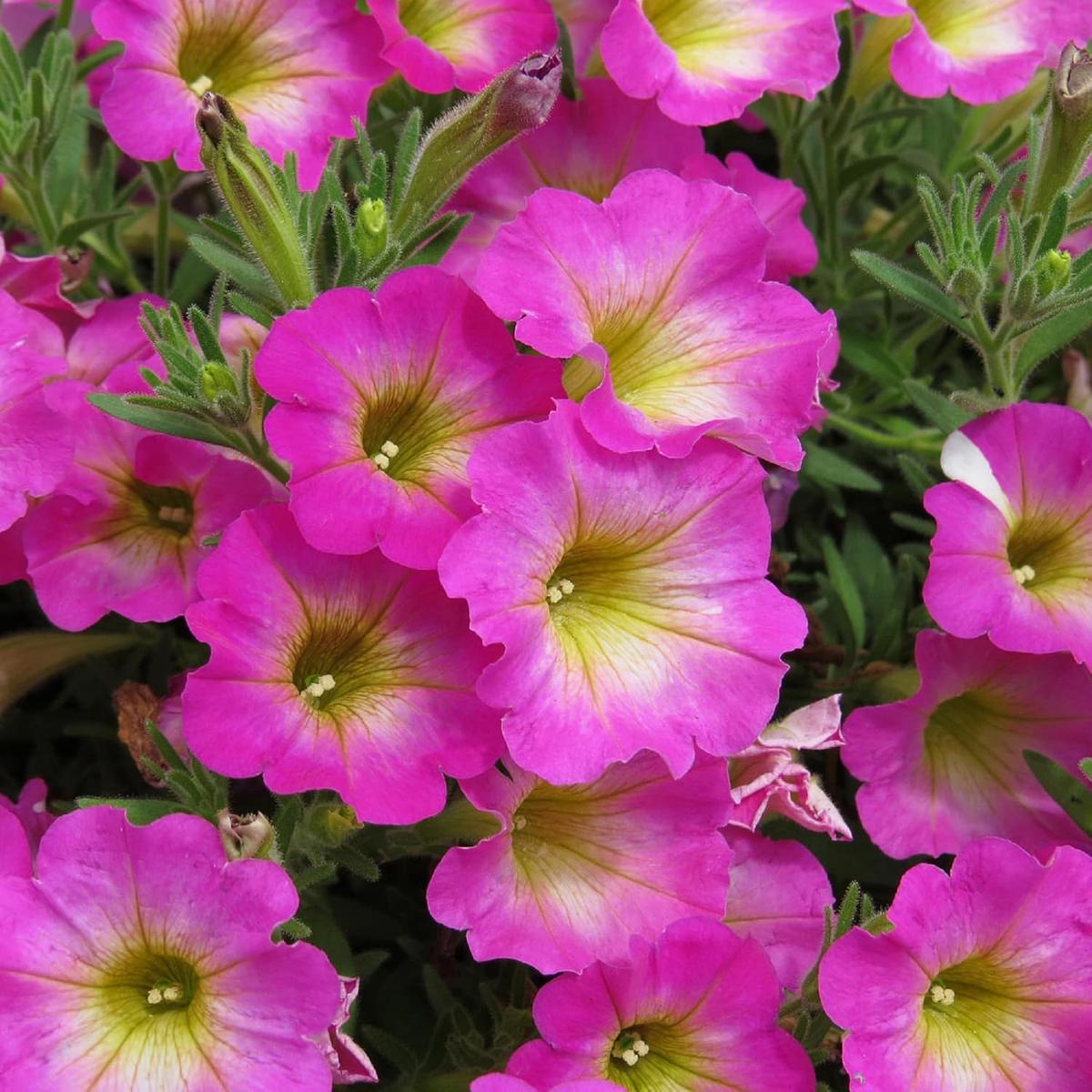 Yellow & Pink Petunia Flower Seeds for Planting – Heirloom, NON-GMO, Vibrant Garden Blooms