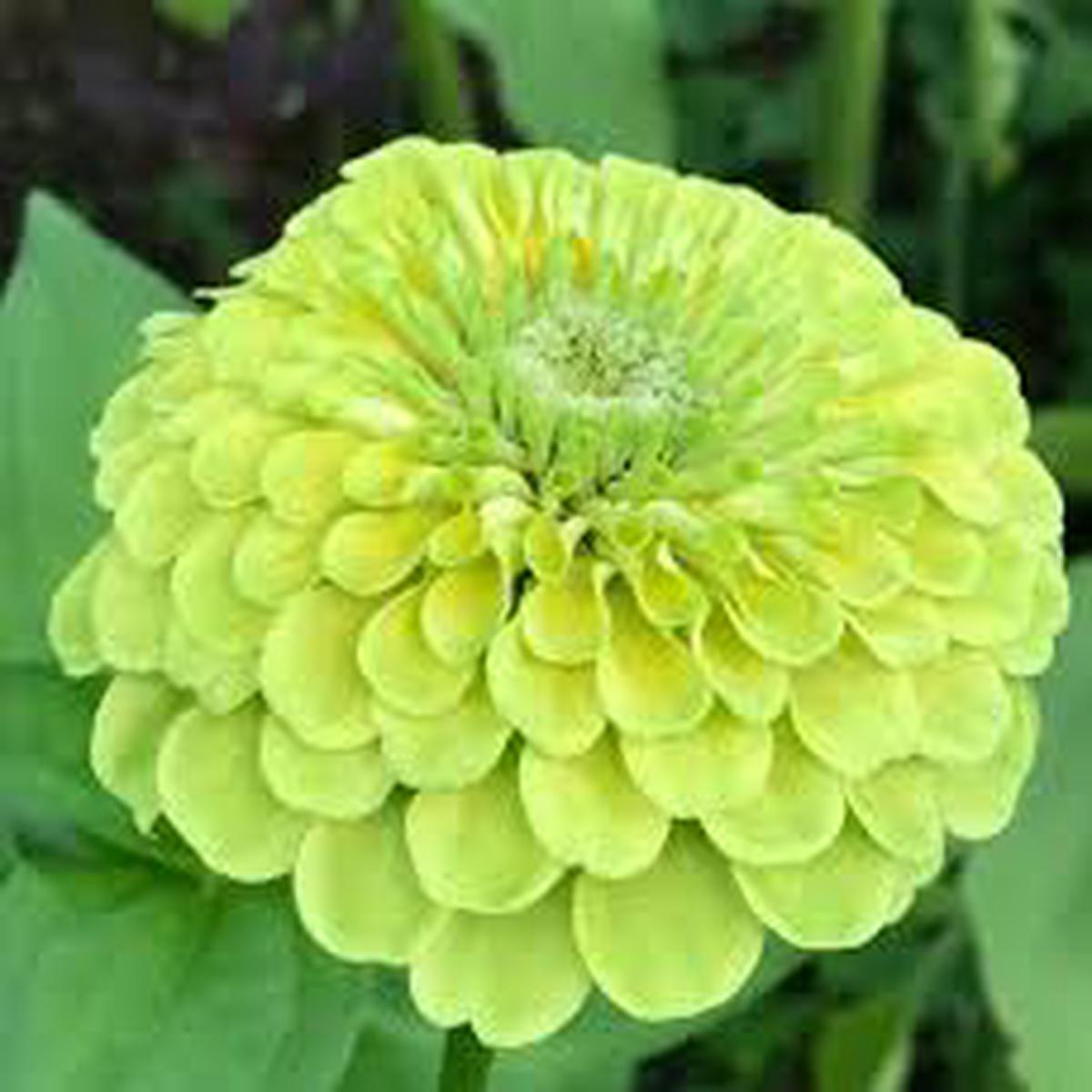 Zinnia Lime Green Flower Seeds for Planting  Heirloom, Non-GMO, Easy to Grow, Annual Blooms