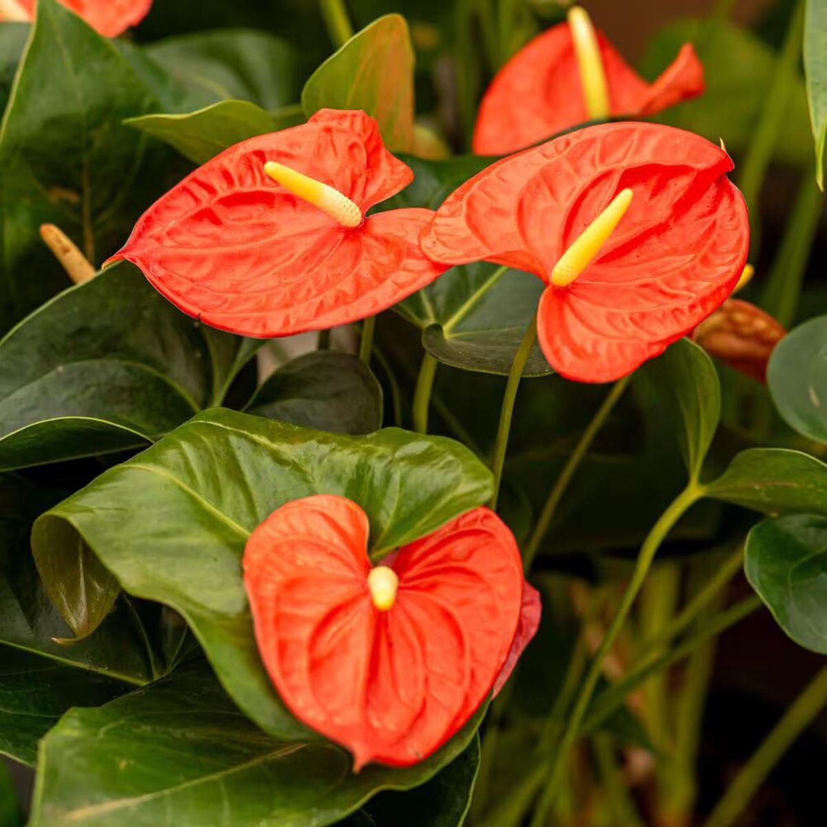 Anthurium Light Orange Flower Seeds for Planting  Heirloom Non-GMO, High Germination Organic Garden Seeds