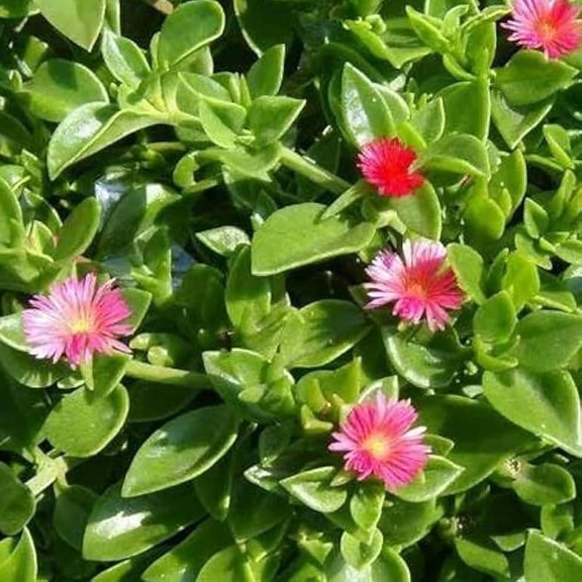 Aptenia Flower Seeds for Planting  Heirloom, Non-GMO, Cottage Garden Essential High Germination Seeds