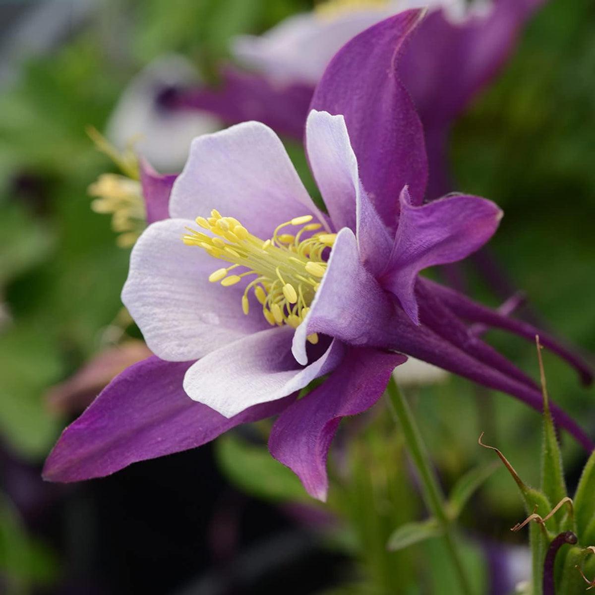 Aquilegia Flower seeds for Planting – Wildflower Mix, Heirloom & GMO Free Seeds for Home Garden