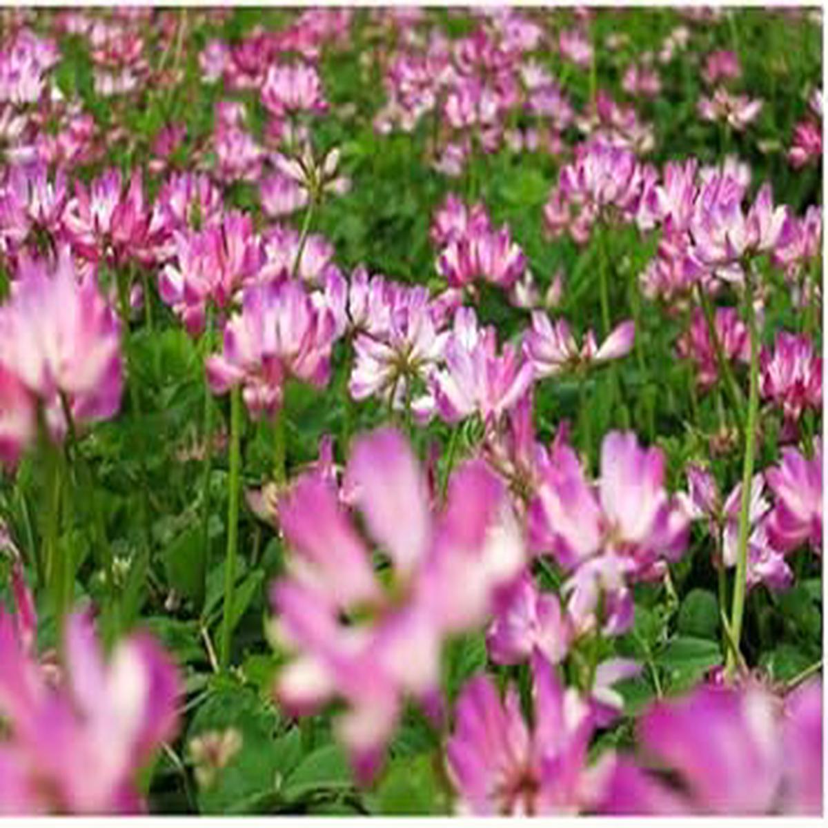 Astragalus Sinicus Flower Seeds  Heirloom Non-GMO Seeds for Nitrogen-Fixing and Garden Planting