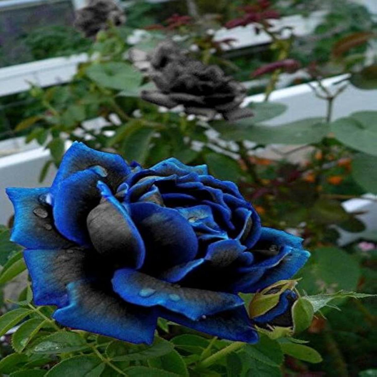Blue Black Rose Flower Seeds for Planting  Colorful Display, Heirloom Non-GMO High Germination Garden Seeds