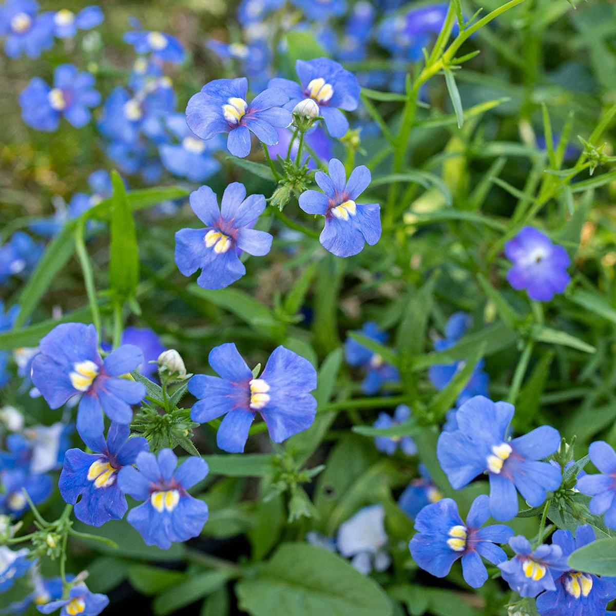 Blue Nemesia Flower Seeds  Heirloom Non-GMO Annual Blooms for Colorful Garden Borders