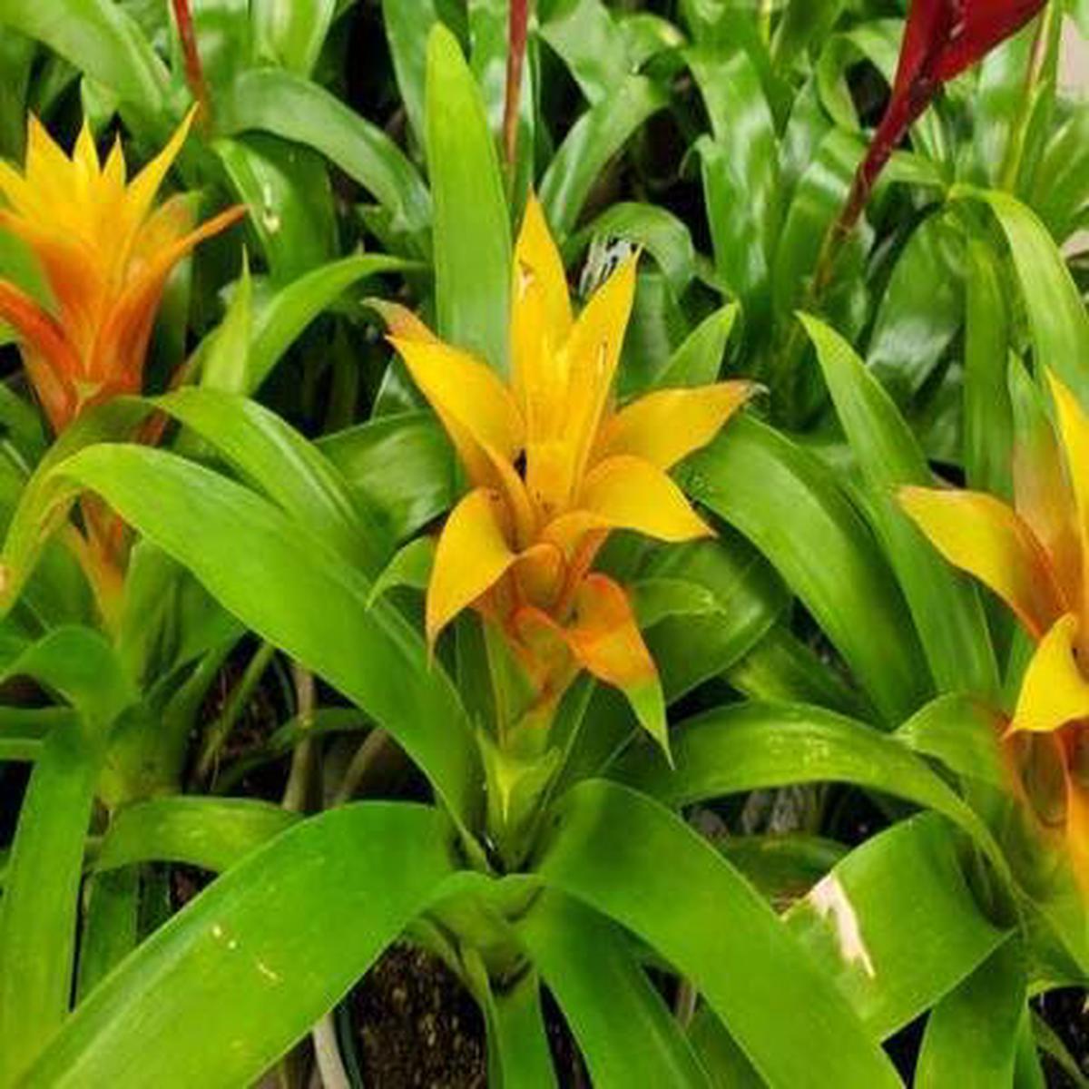 Bromeliad Yellow – Heirloom, Non – Gmo Seeds
