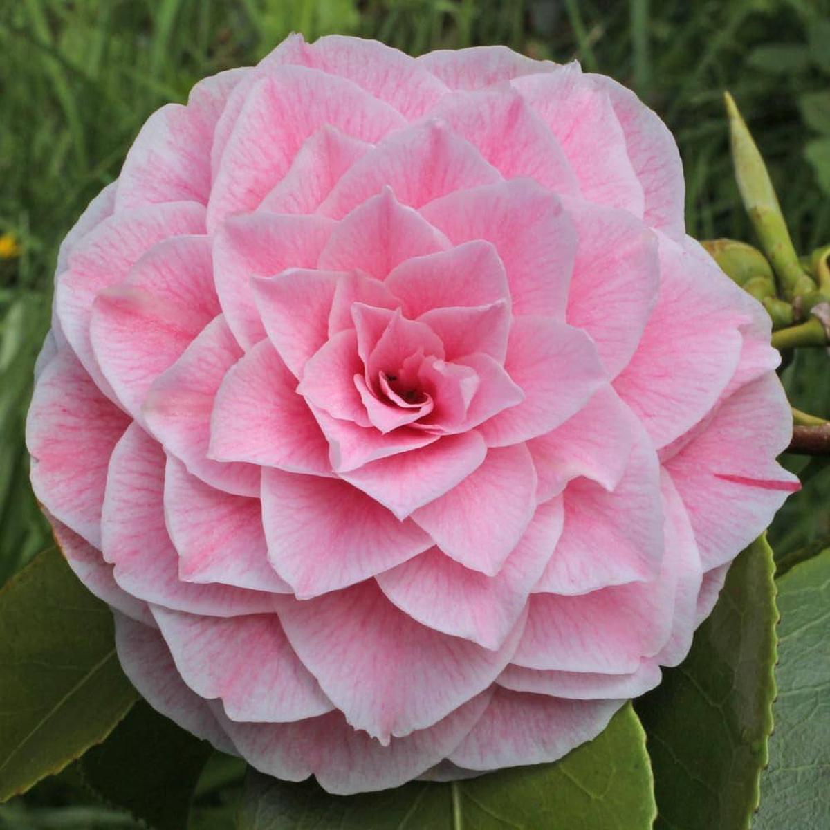 Camellia Japonica Seeds