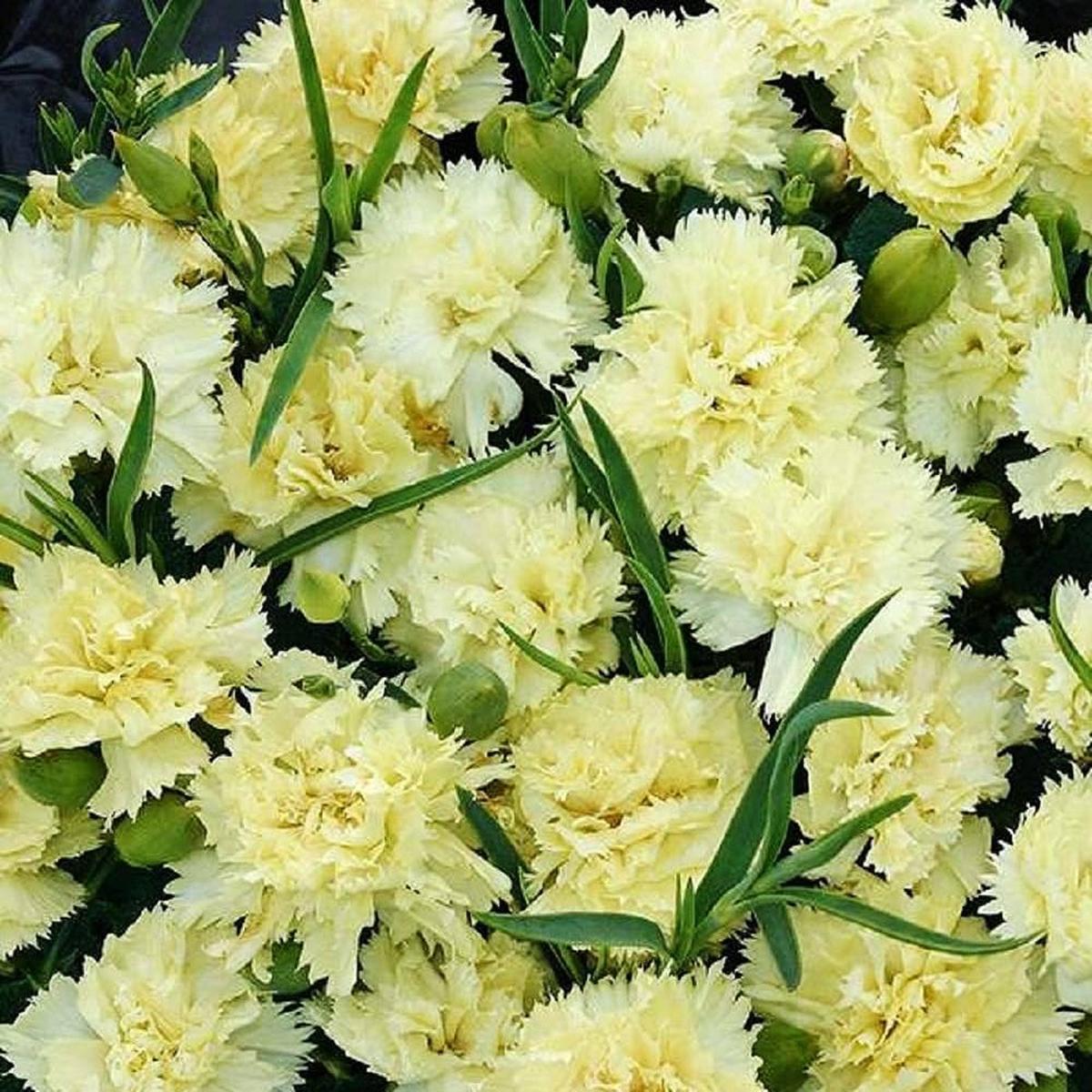 Carnation Flower Seeds for Planting Heirloom, Non-GMO, High Germination Organic Garden Seeds