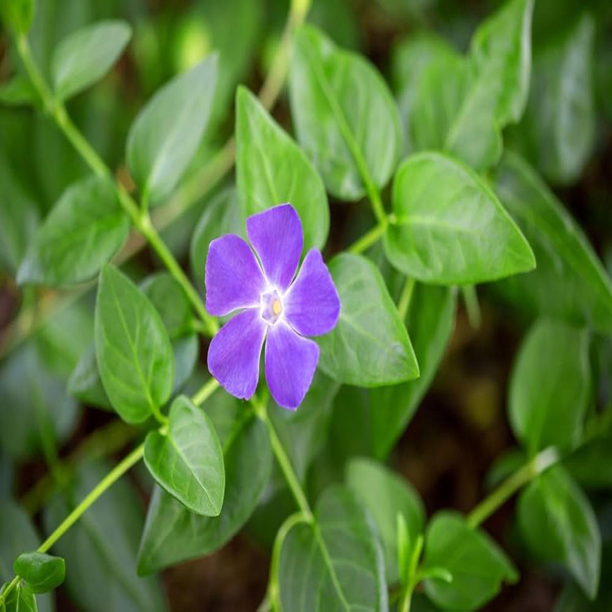 Catharanthus Roseus Periwinkle Seeds for Planting in Flower Bed