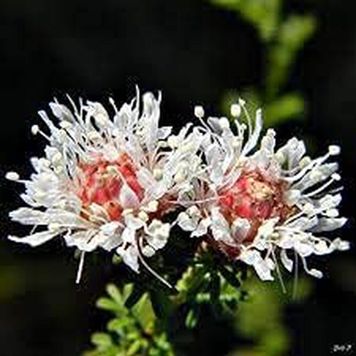 Dalea Pinnata Planting Seeds – Non-GMO, Heirloom Flower