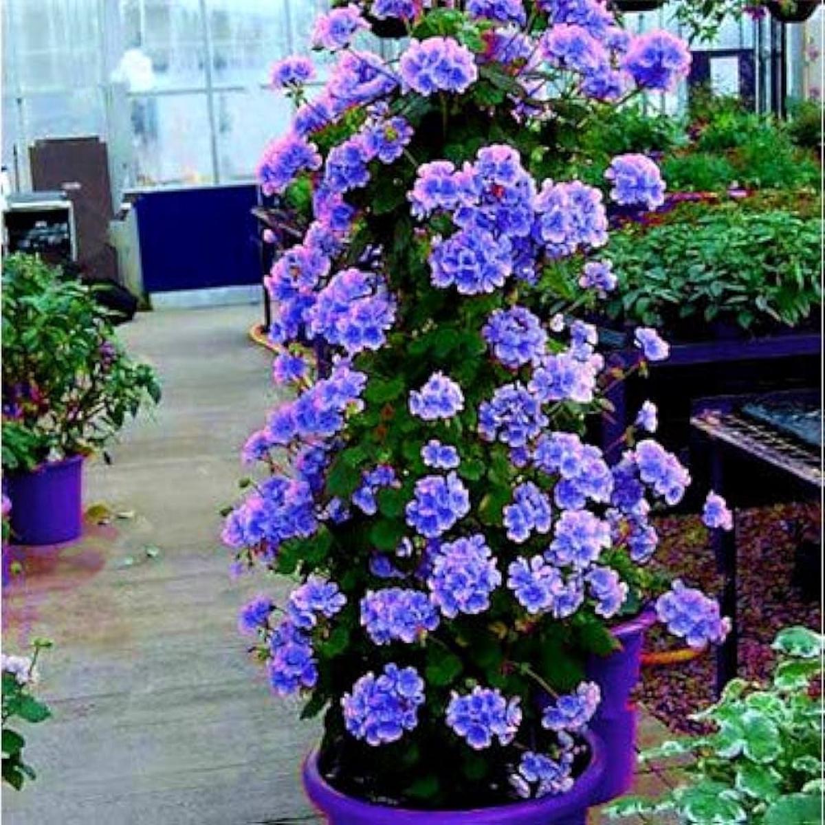 Dark Blue Geranium (Pelargonium) Flower Seeds  Heirloom, Non-GMO, High Germination Organic Garden Seeds for Planting