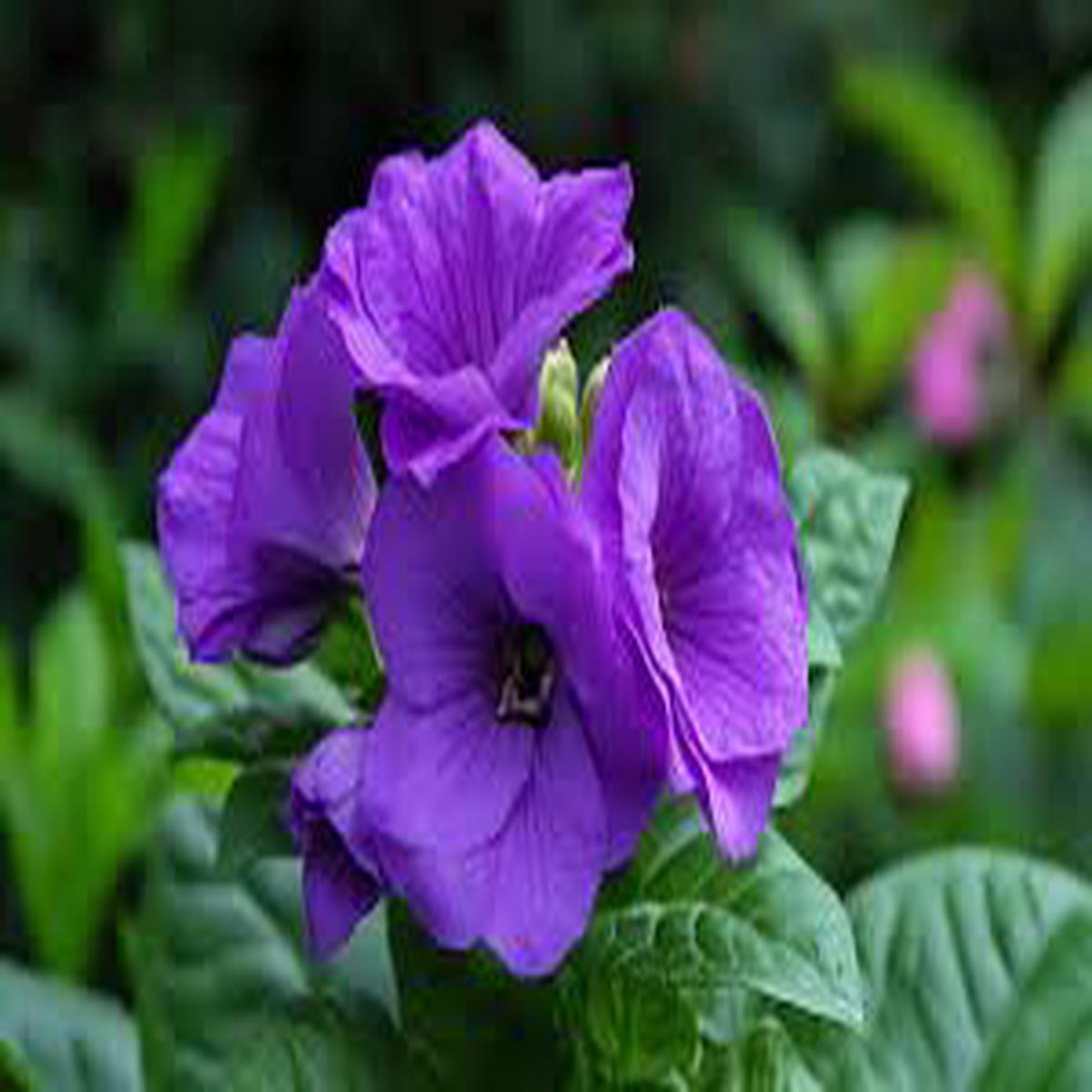 Dark Purple Gloxinia Flower Seeds for Planting Premium Quality, Heirloom & Non-GMO Seeds for Home Garden, 100pcs
