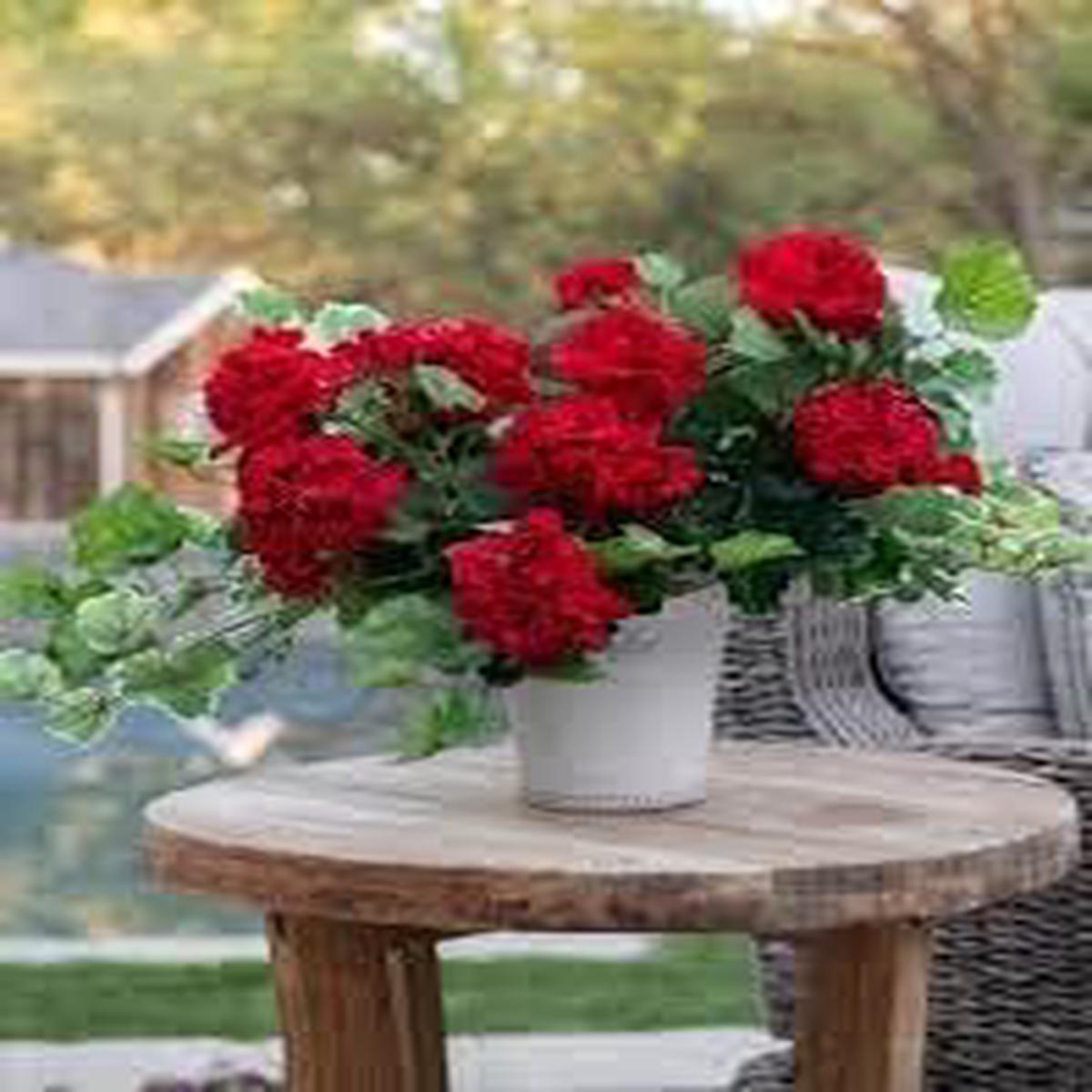 Dark Red Pelargonium Seeds for Planting Organic Heirloom Non-GMO Flower Seeds