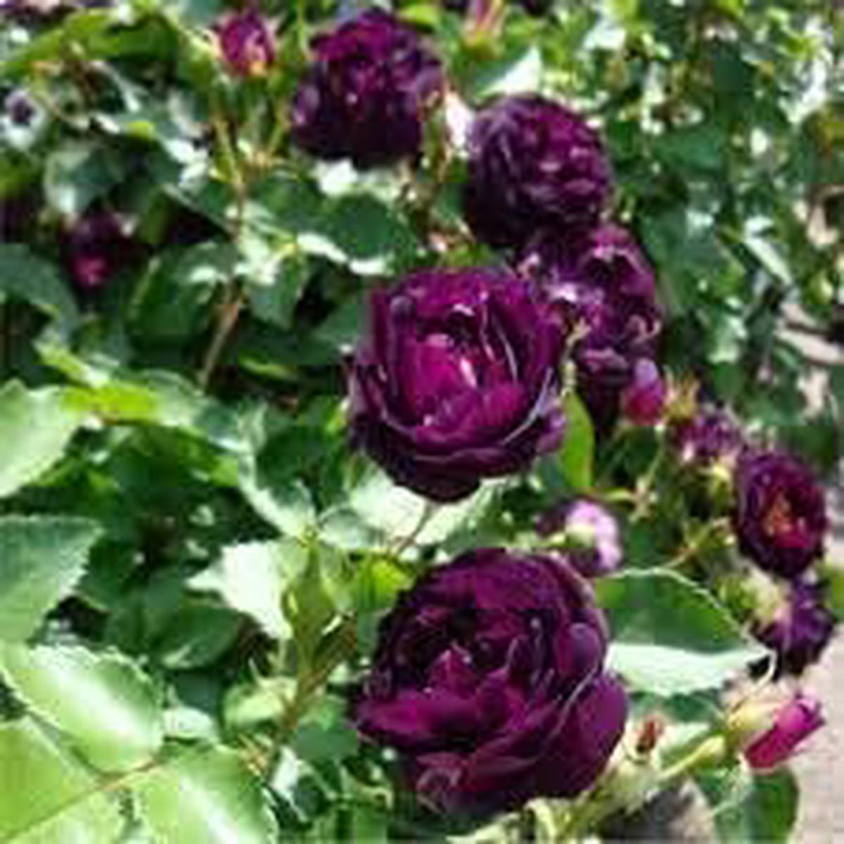 Deep Purple Climbing Rose Heirloom Non-GMO Seeds for Planting | High Germination Organic Garden Seeds Vibrant Blooms