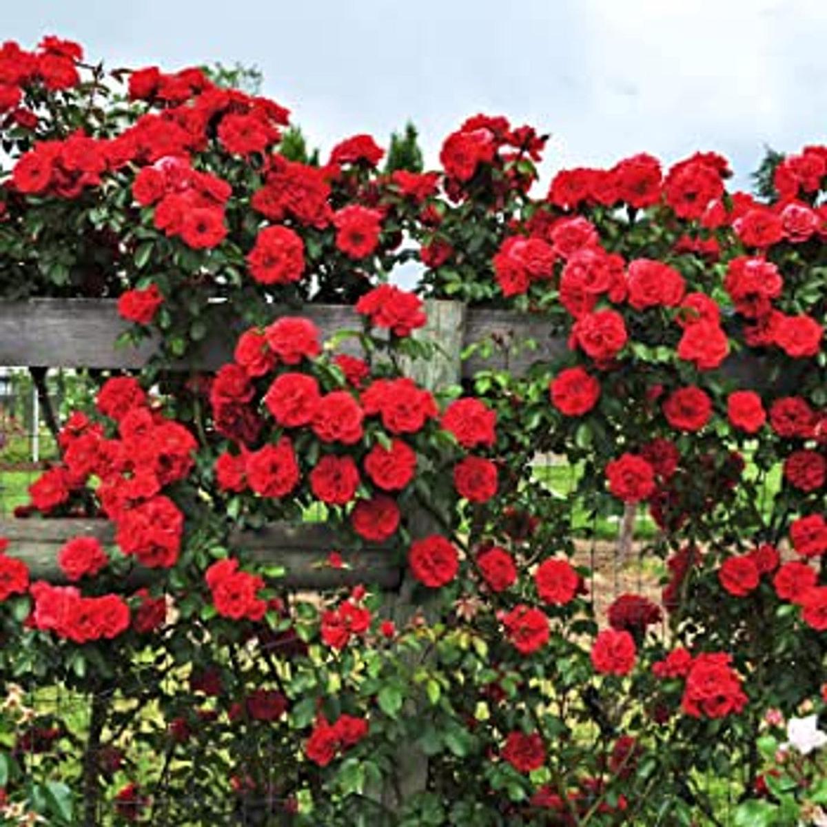 Don Juan Climbing Rose Seeds for Planting  Heirloom, Non-GMO, Easy to Grow, Climbing Rose
