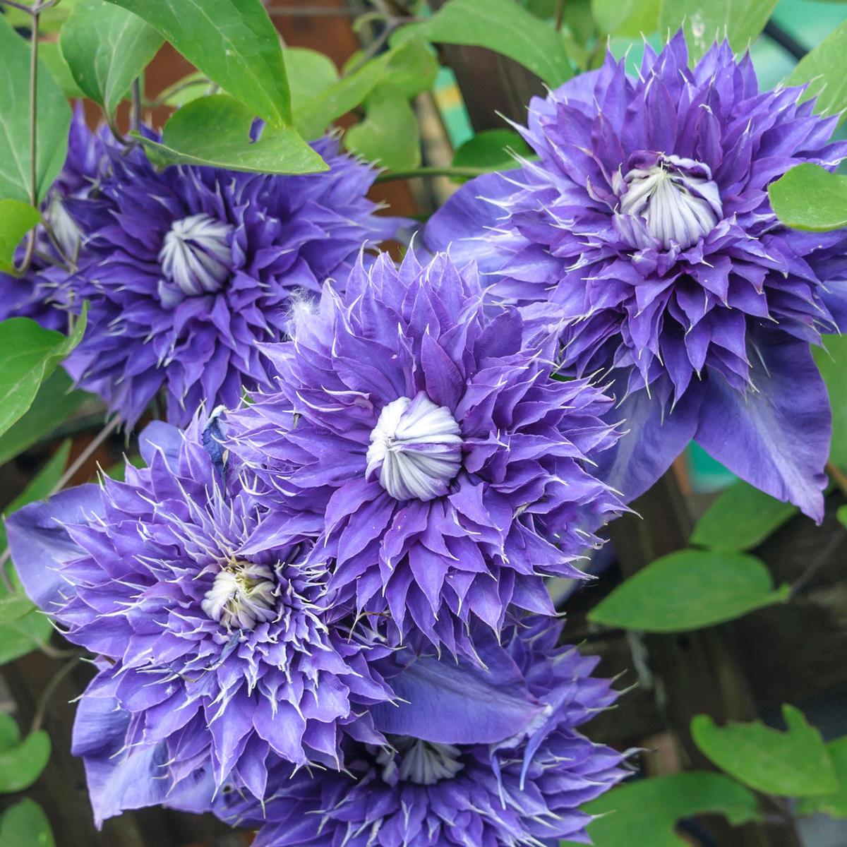Double Purple Clematis Flower Seeds for Planting Heirloom, Non-GMO, Easy to Grow, Perennial