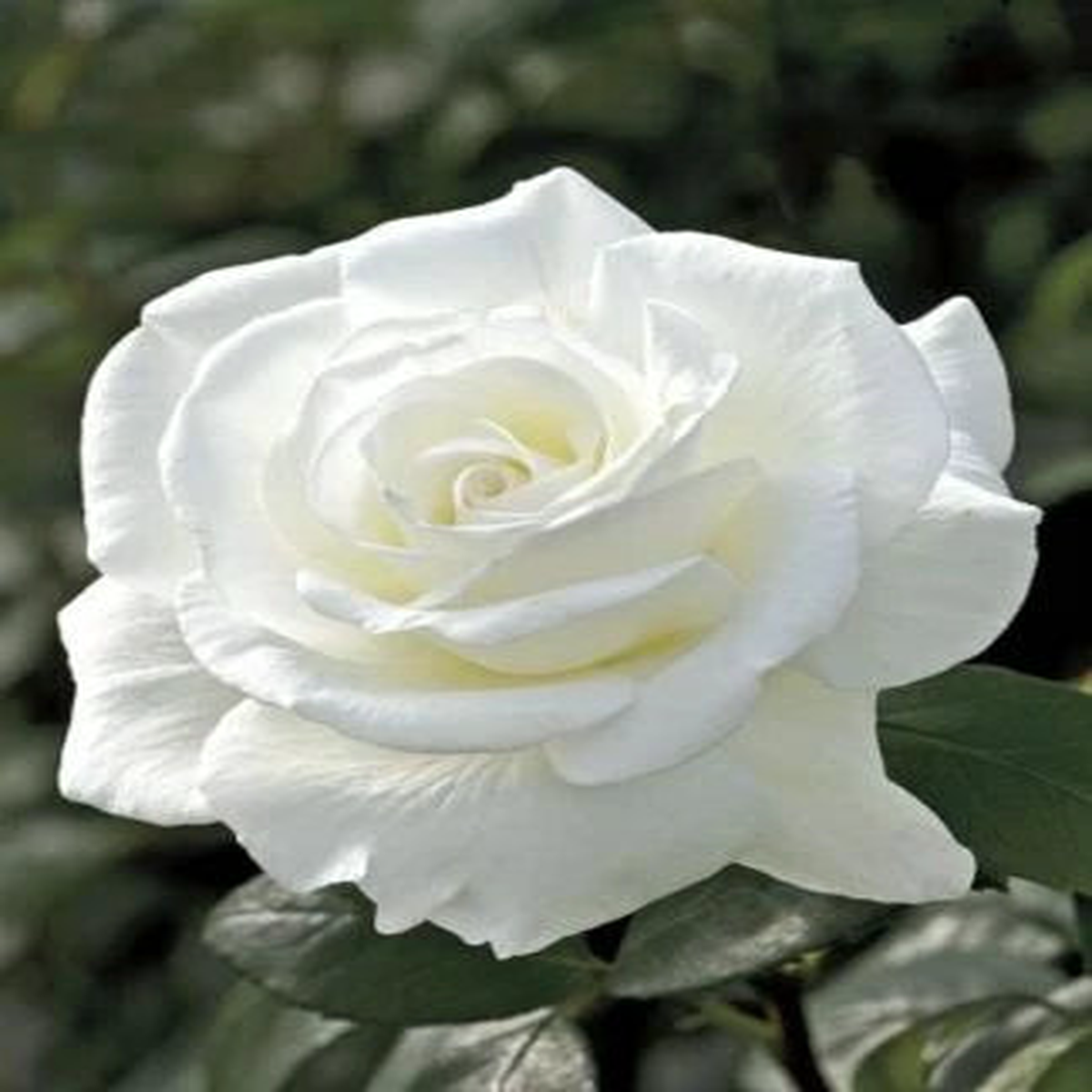 Double White Rose Seeds  Heirloom, Non-GMO, Perennial Shrub Variety