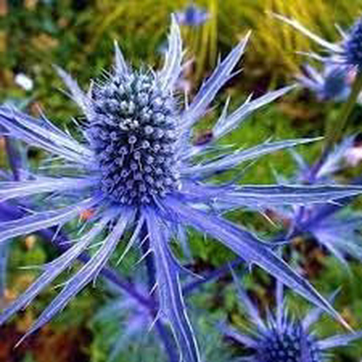 Eryngium Planum Flower Seeds Heirloom Non GMO Planting – 100 pcs