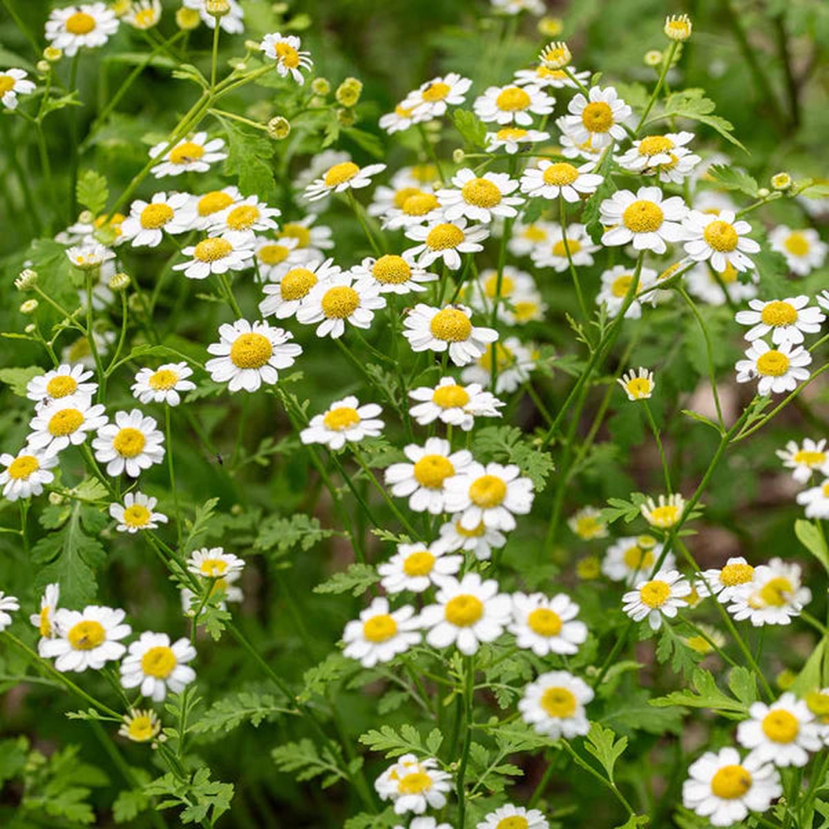 Feverfew Flower seeds for Planting Vibrant Colors Heirloom & GMO Free Seeds for Home Garden Sale