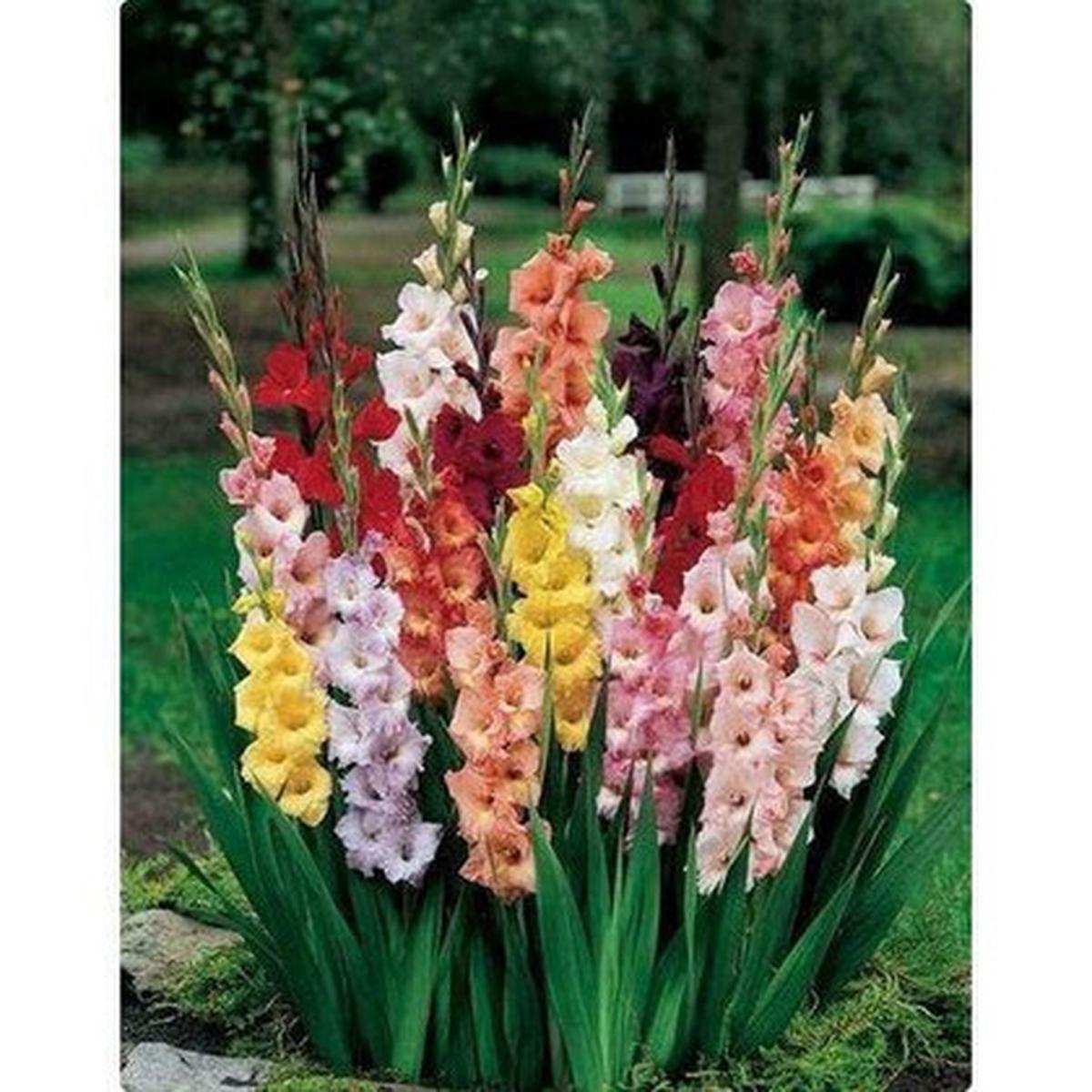 Gladiolus Flower Seeds for Planting, Mixed Colors  Fragrant Blossoms, Heirloom, Non-GMO, High Germination Organic Garden Seeds