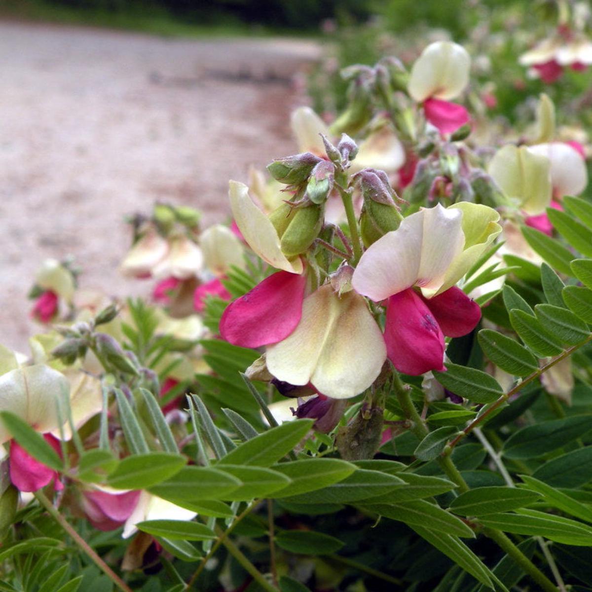 Goats Rue (Galega officinalis) Flower Seeds for Planting  Heirloom, Non-GMO, Perennial, Pollinator-Friendly