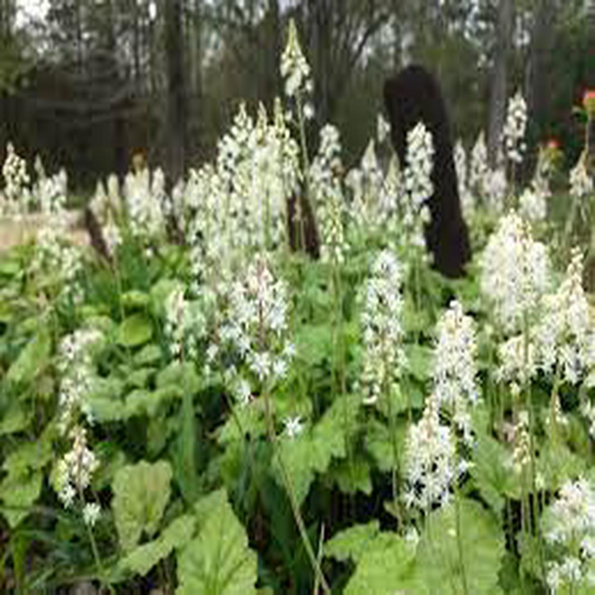 Green Tiarella Plant Seeds for Planting Heirloom, Non-GMO, High Germination Organic Garden Seeds