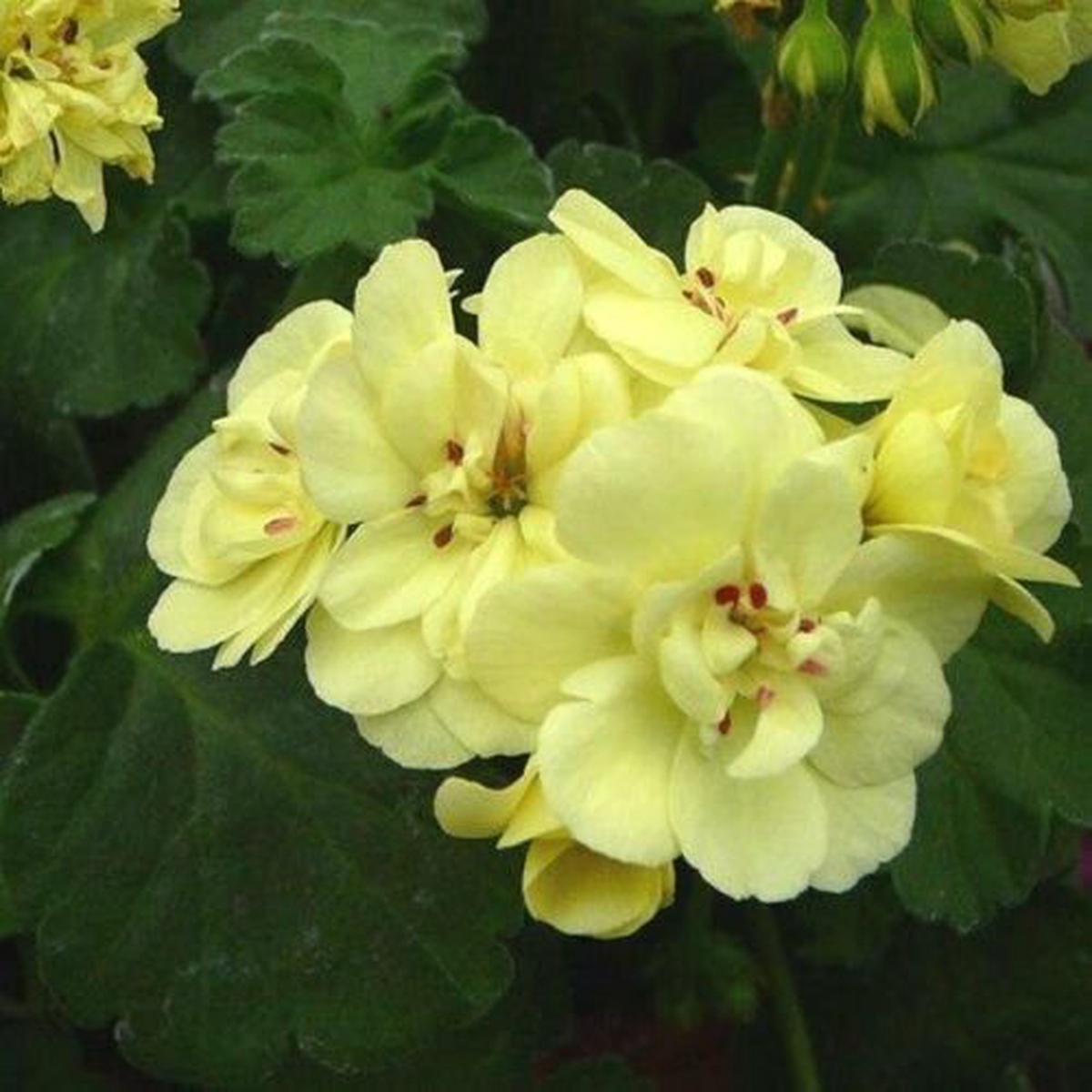 Green Univalve Geranium Flower Seeds for Planting  Heirloom, Non-GMO, High Germination Organic Garden Seeds