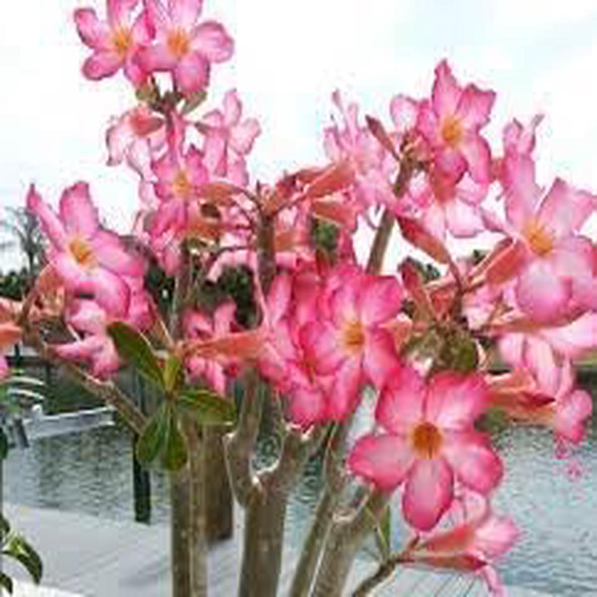 Heirloom Caudex Flower Seeds Non-GMO, High Germination Organic Garden Seeds