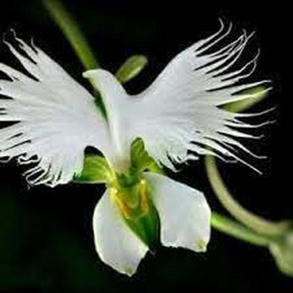 Heirloom Non-GMO Egret Dove Orchid Flower Seeds for Planting