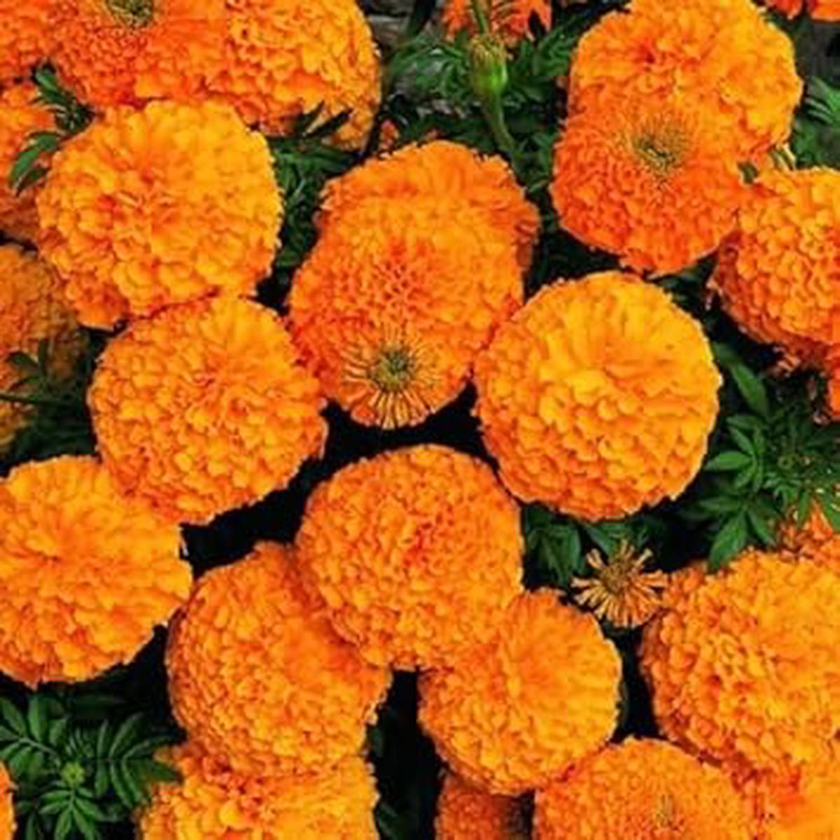 Heirloom Non-GMO Marigold Flower Seeds for Planting  Vibrant Colorful Garden Blooms