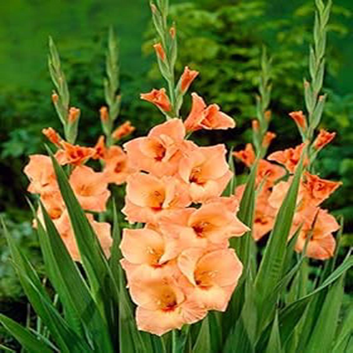 Heirloom Non-GMO Orange White Gladiolus Flower Seeds for Planting Organic Garden Seeds, High Germination