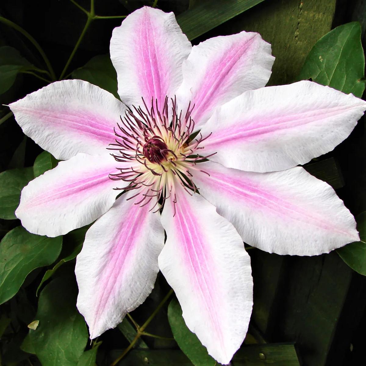 Heirloom Non-GMO Pink-White Clematis Flower Seeds for Garden Planting  Bicolor Climbing Blooms
