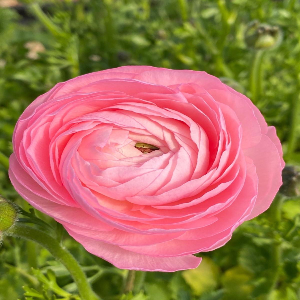 Heirloom Non-GMO Ranunculus Perennial Flower Seeds for Planting  Vibrant Double-Bloom Garden Flowers