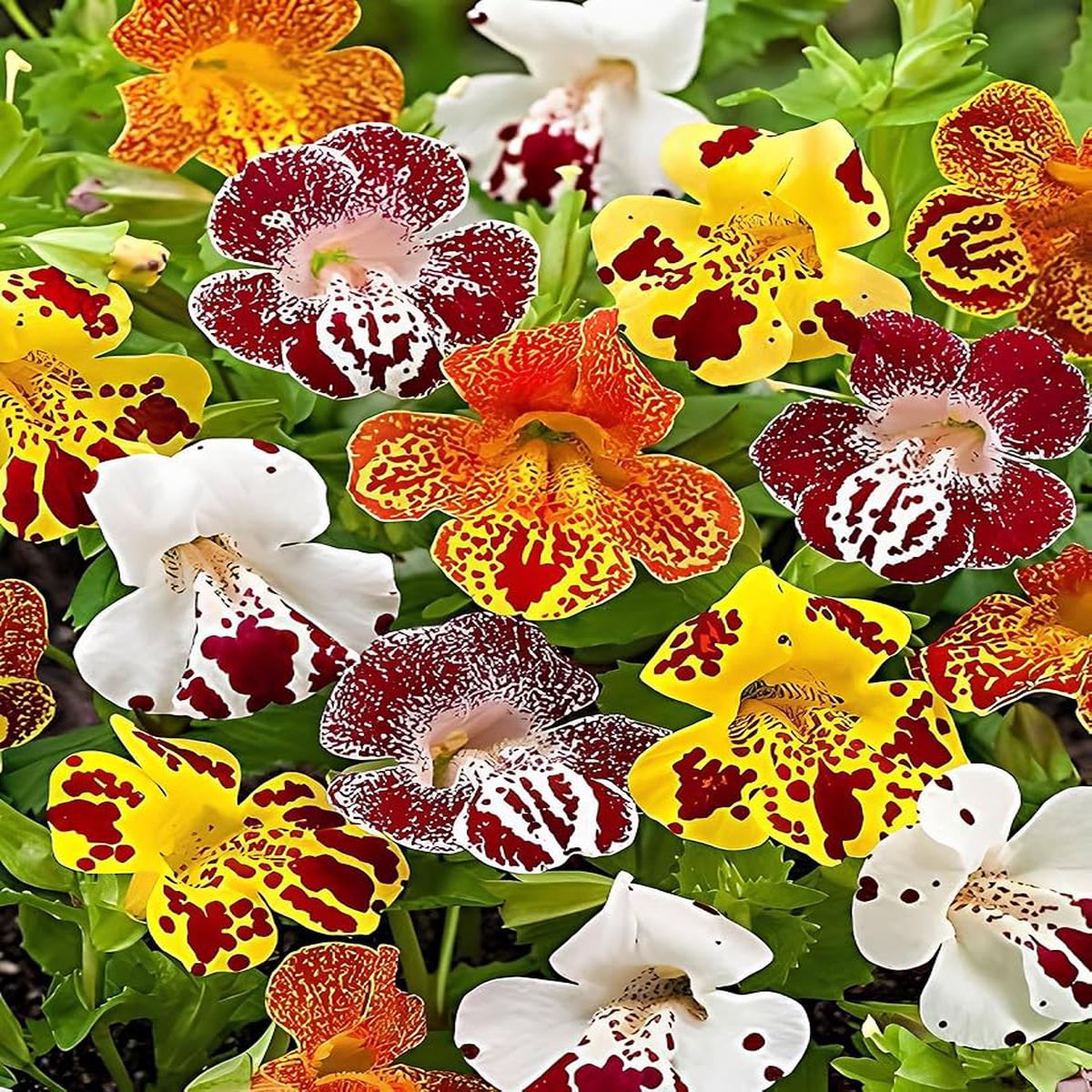 Heirloom Non-GMO Spotted Monkey Flower – Seeds for Unique and Colorful Blooms in Your Garden