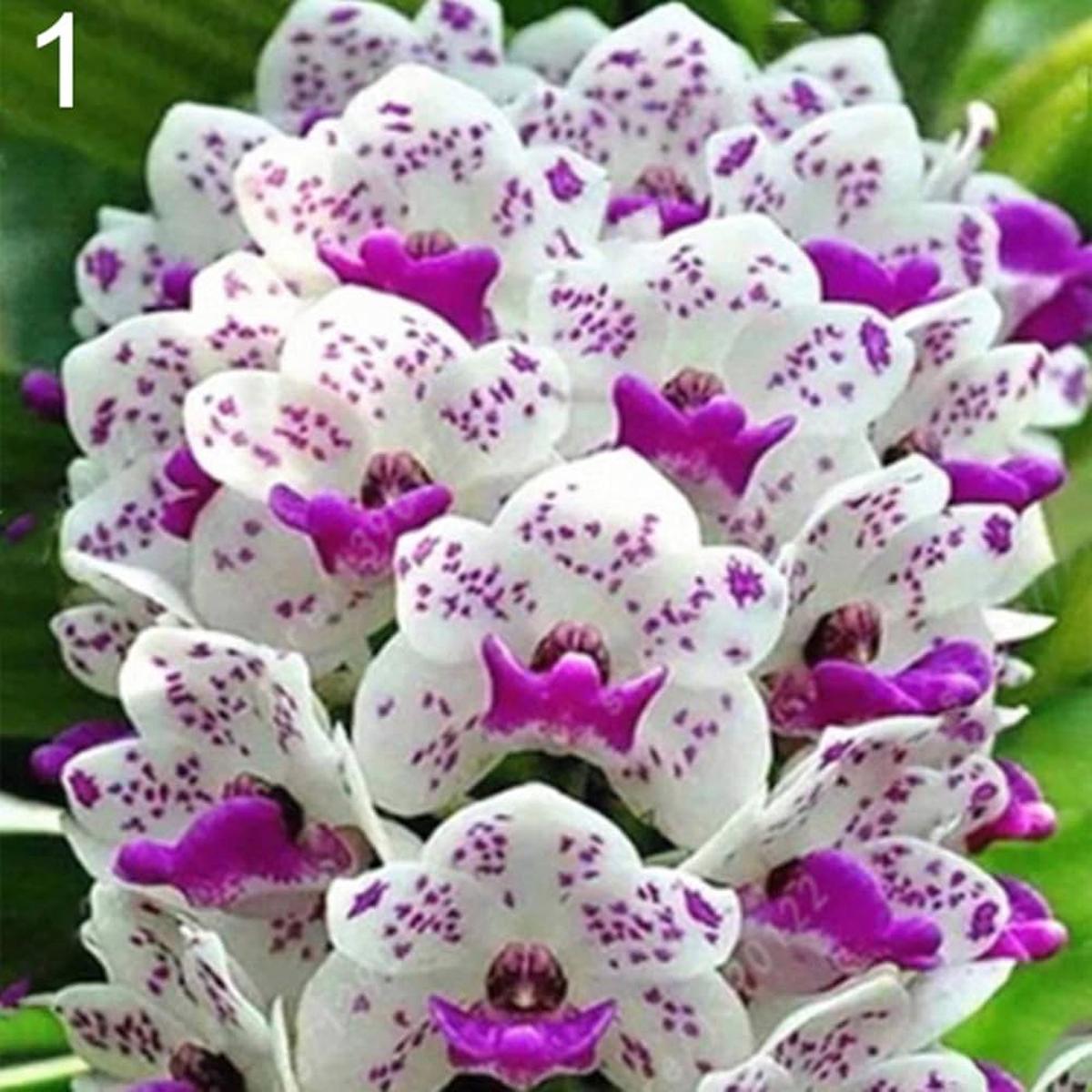 Heirloom Non-GMO White Violet Cymbidium Flower Seeds for Planting  Elegant Orchid Blooms for Gardens