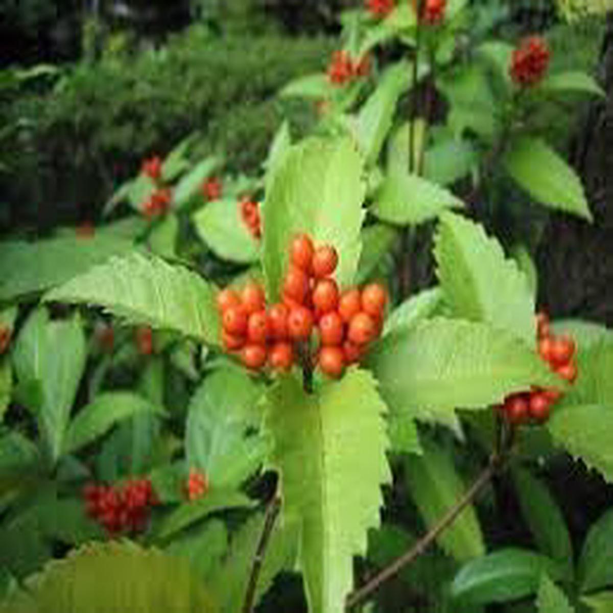 Heirloom Sarcandra Glabra Plant Seeds Non-GMO for Garden Planting Medicinal Evergreen Foliage