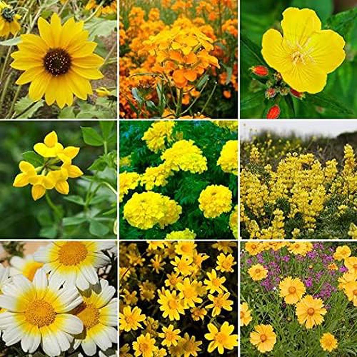 Hummingbird Flower Seeds for Planting in Flower Bed & Garden