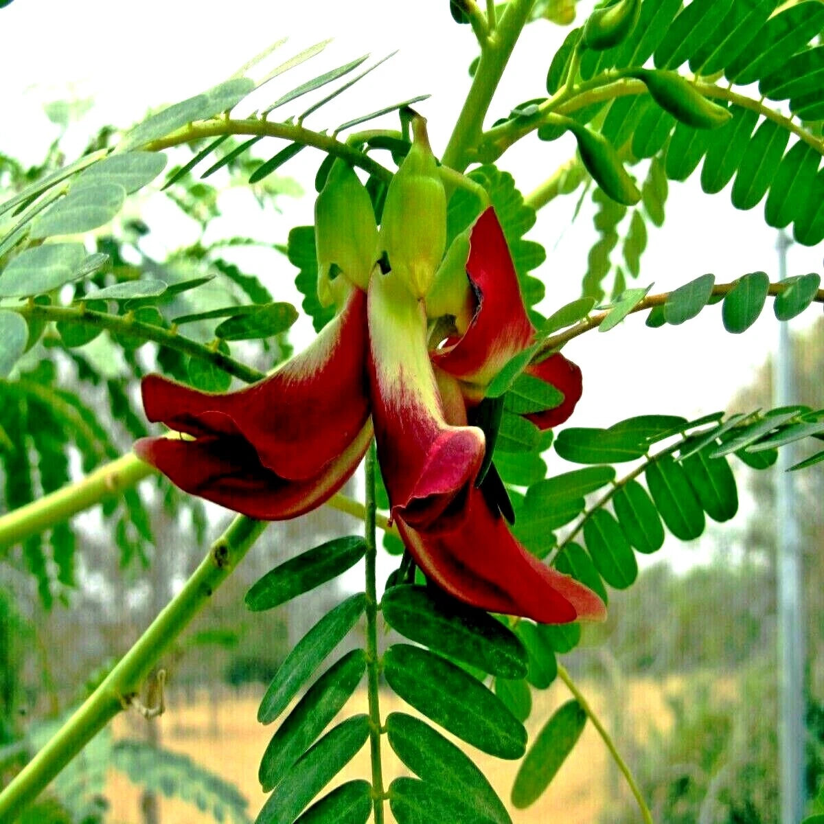 Hummingbird Tree Seeds Sesbania grandiflora Agati Flower Plant RARE Seeds  Heirloom, Non-GMO, High Germination Organic Garden Seeds