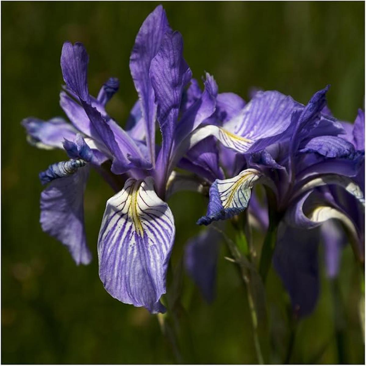 Iris Iris spp Flower Seeds for Planting in Flower Bed