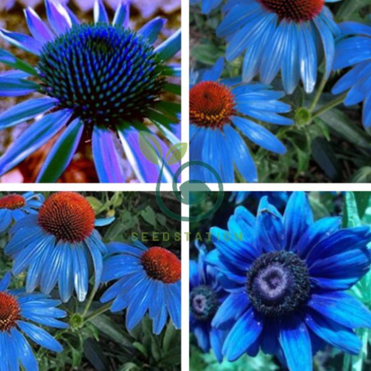 Light Blue Echinacea Purple Coneflower Pine Chrysanthemum Seeds for Planting  Heirloom, Non-GMO, High Germination