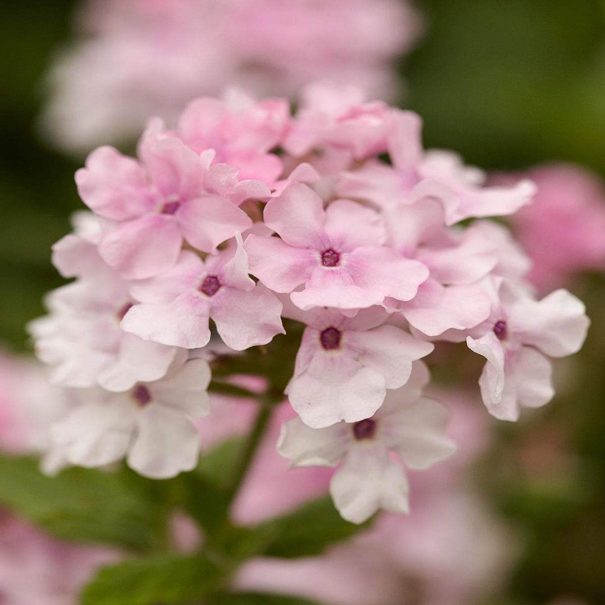 Light Pink Verbena Flower Seeds for Planting  Heirloom Non-GMO Seeds, High Germination