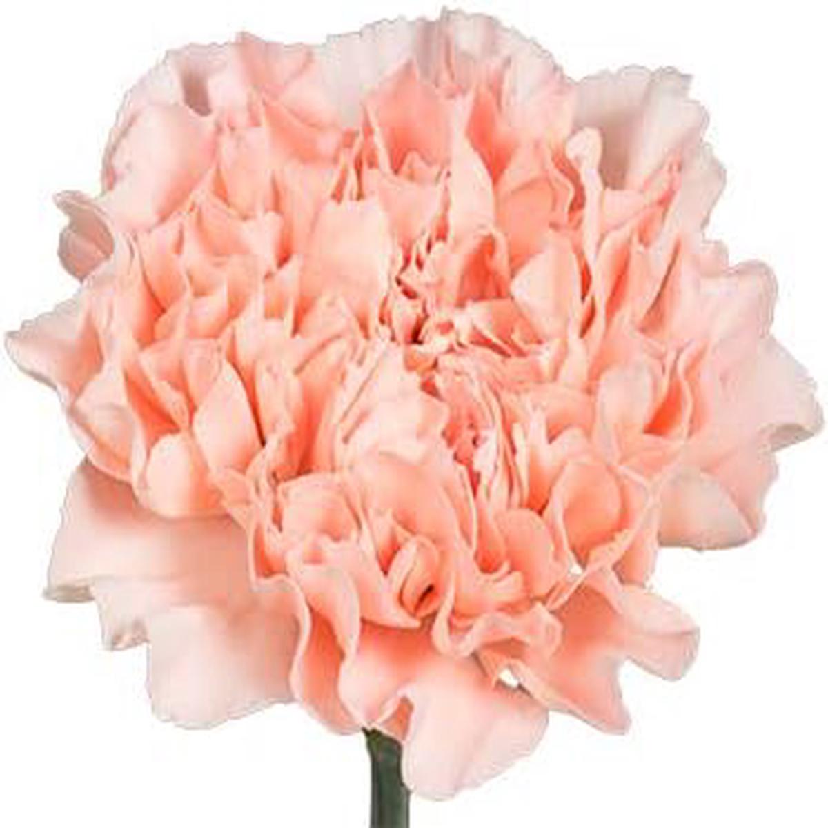 Light Red Carnation Flower Seeds for Planting  Heirloom, Non-GMO, High Germination Organic Garden Seeds