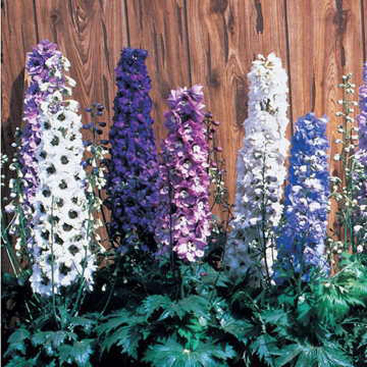 Magic Fountain Dark Blue Delphinium Seeds | Dark Bee-Center Blue Spires  Heirloom, Non-GMO, High Germination Organic Garden Seeds
