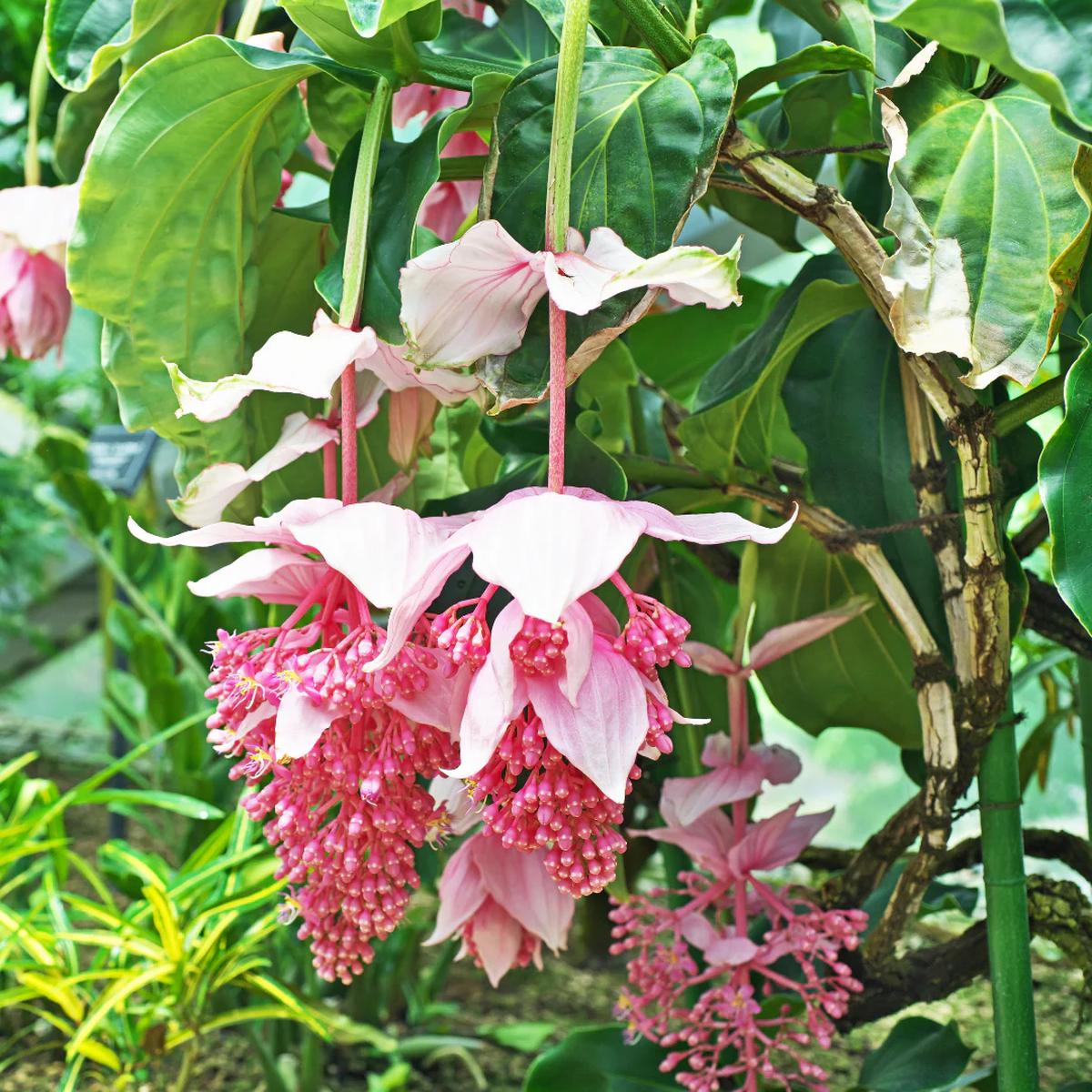 Medinilla Pink Flower Seeds for Planting – NON GMO Seeds
