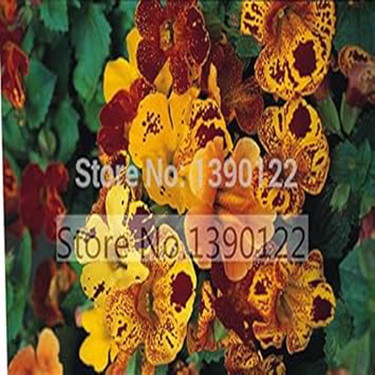 Mixed Mimulus Seeds for Planting Organic, Heirloom, Non-GMO Flower Seeds