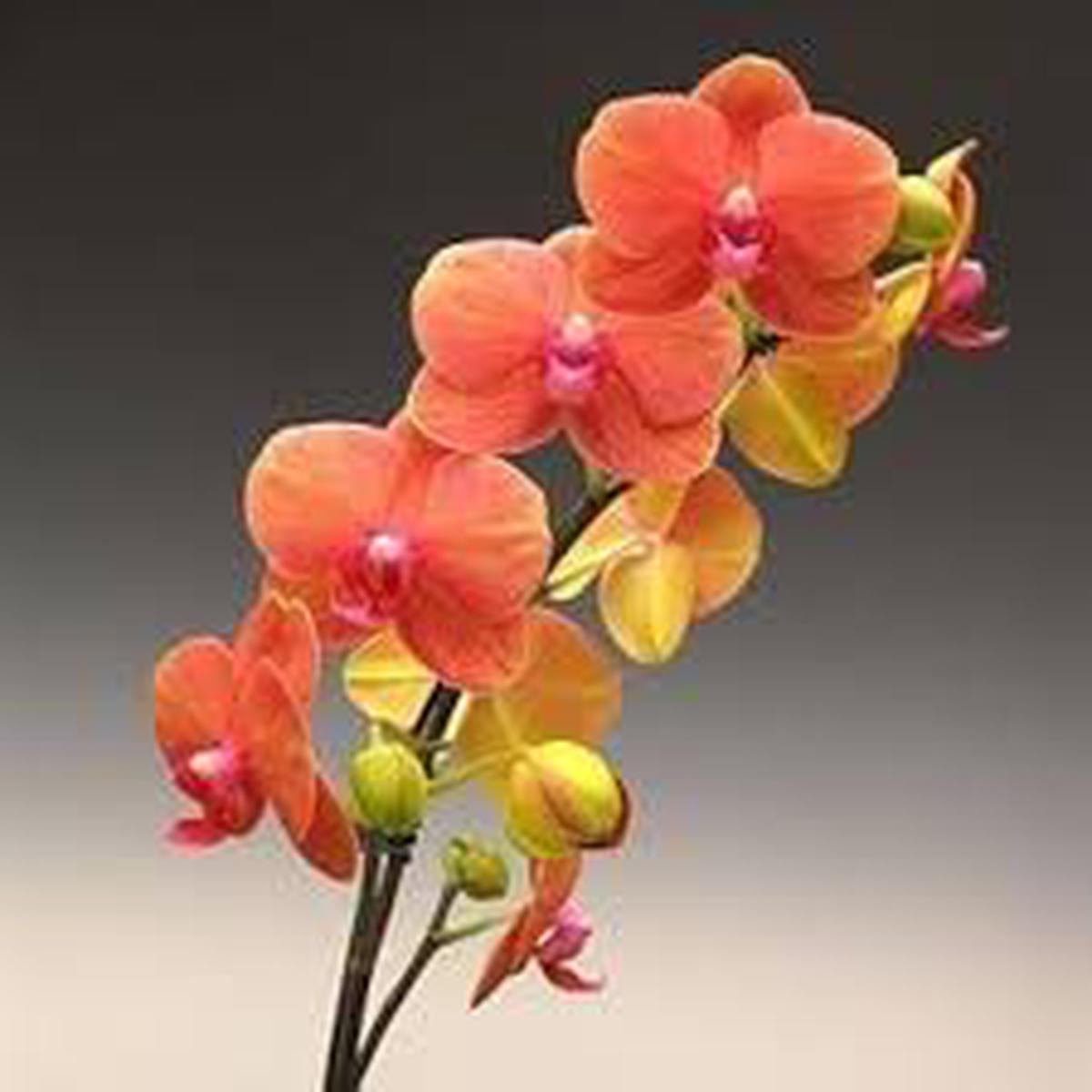 Orange Bell Orchid Flower Seeds for Planting | Heirloom Non-GMO High Germination Organic Garden Seeds