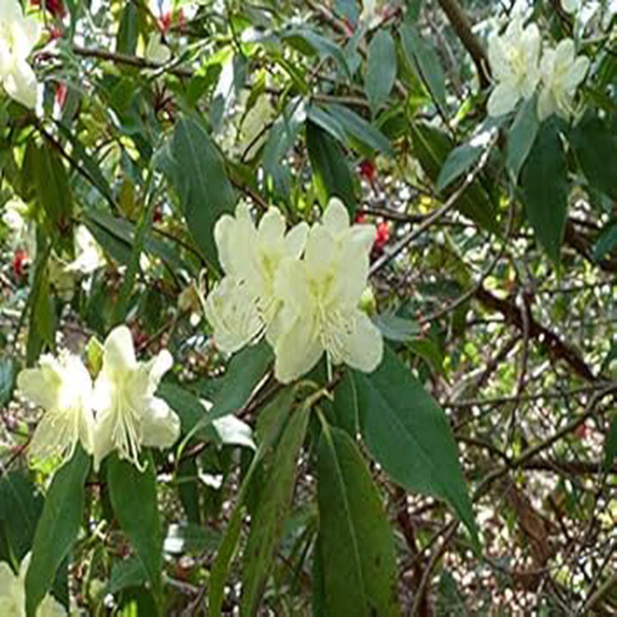 Organic Heirloom Green Rhododendron Flower Seeds Non-GMO Shrub Seeds for Planting, High Germination