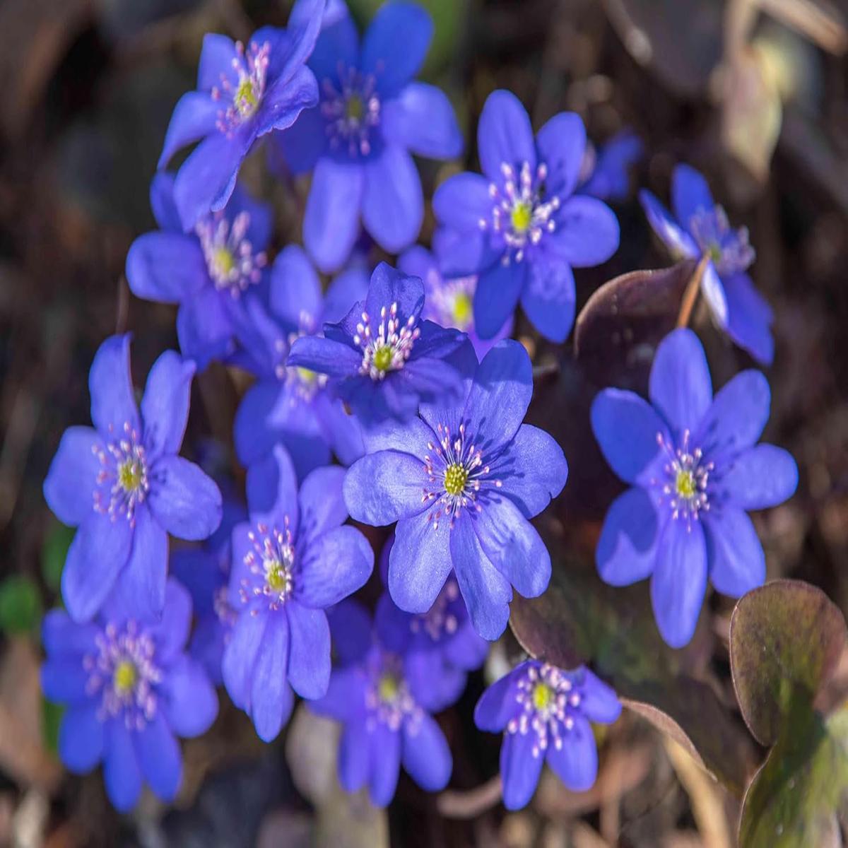 Organic Heirloom Non-GMO Hepatica Nobilis Seeds for Planting  Woodland Blooms