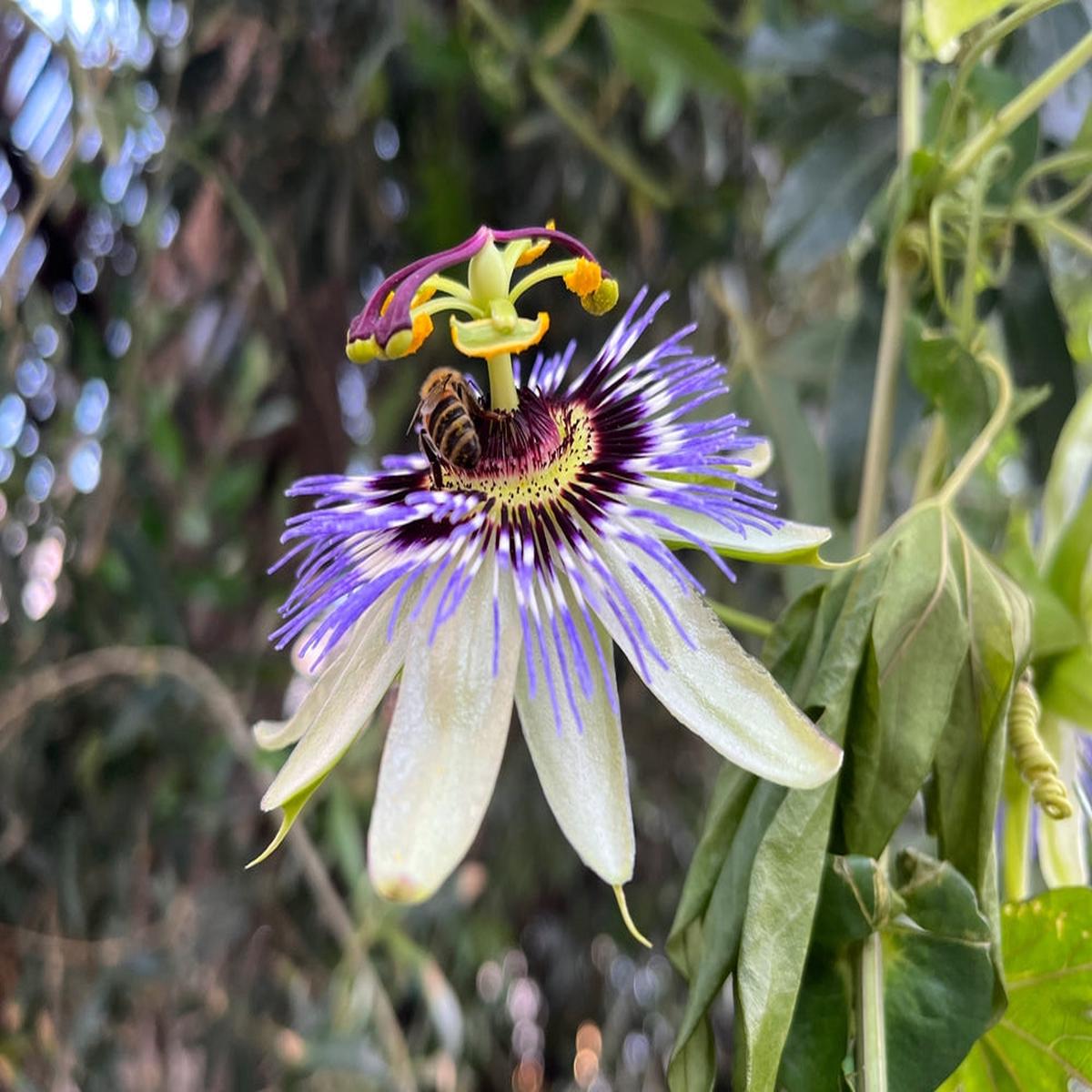 Organic Heirloom Passionflower Seeds  Non-GMO Medicinal Climbing Vine Seeds for Planting