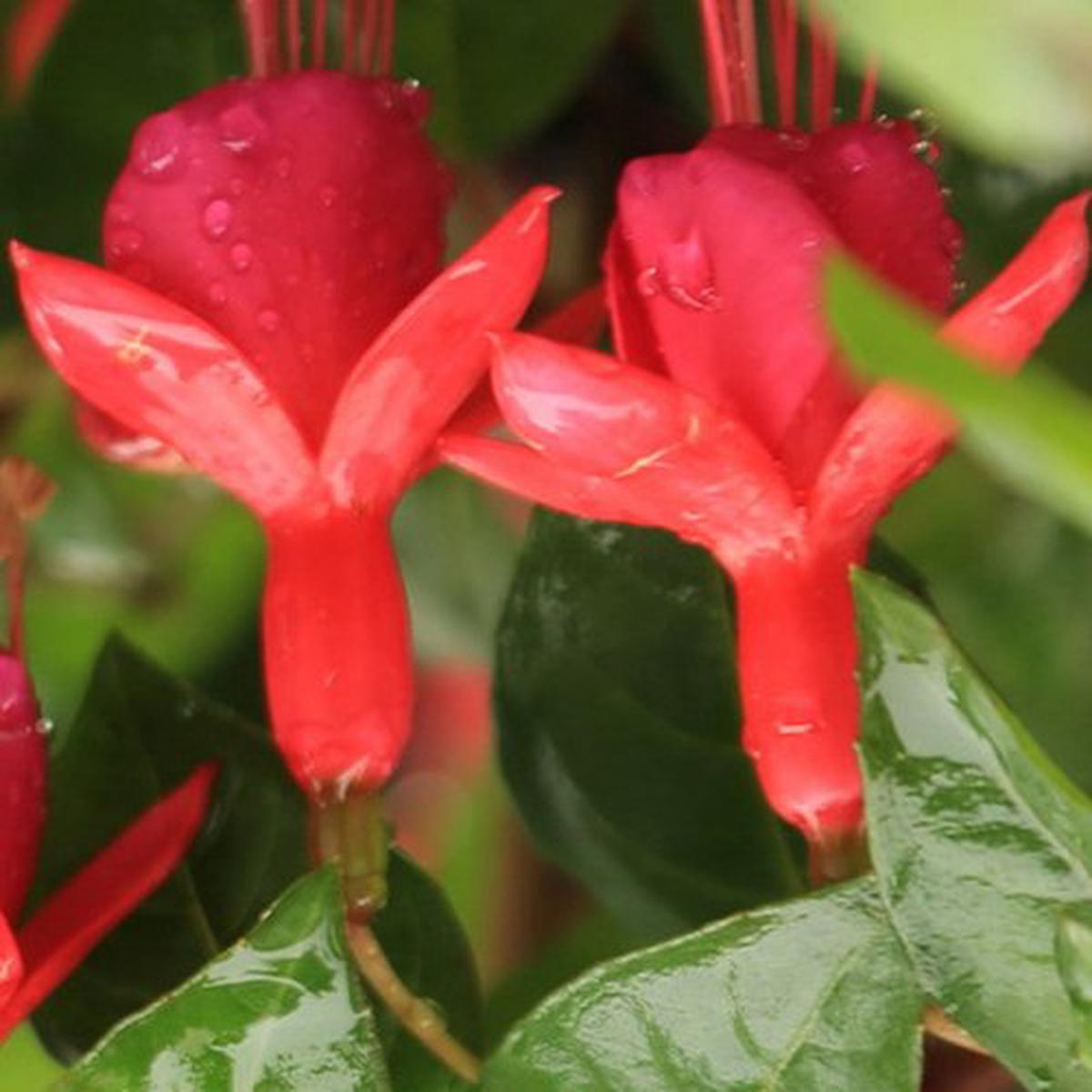 Pink & Violet Fuchsias Heirloom Non-GMO Seeds for Planting  High Germination Organic Garden Seeds for Vibrant Blooms