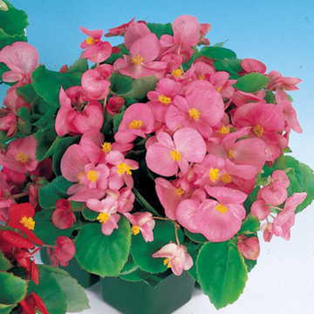 Pizzazz Pink Begonia Seeds | Vivid Pink Shade-Loving Begonias  Heirloom, Non-GMO, High Germination Organic Garden Seeds